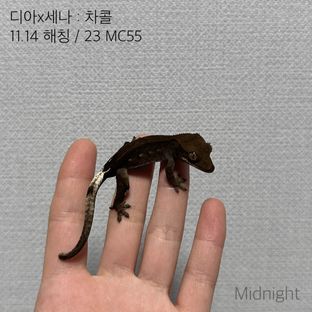 알티 챠콜