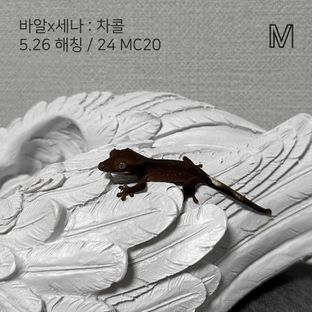 동배