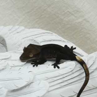 챠콜 알티