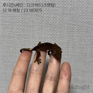 팬텀 벅스킨 다크