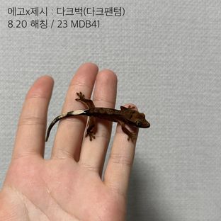 벅스킨 다크