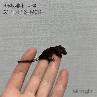 동배