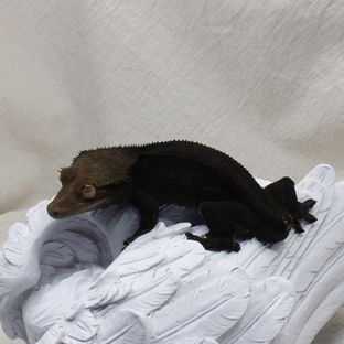 디아