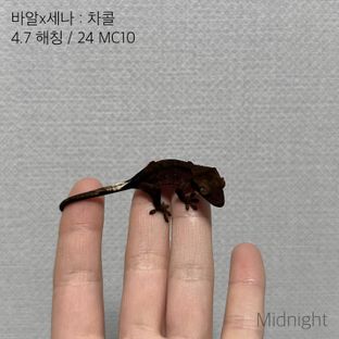 동배