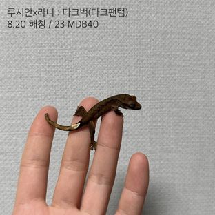 벅스킨 다크