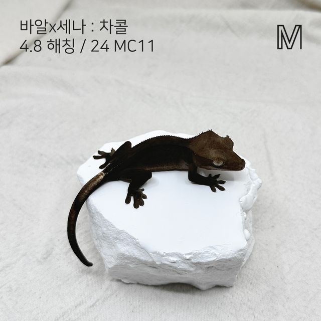 알티 챠콜