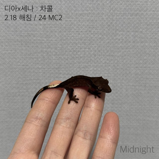 챠콜 알티