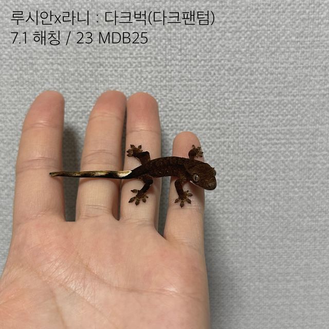 팬텀 벅스킨 다크