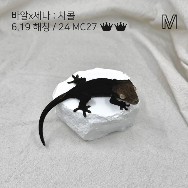 알티 챠콜