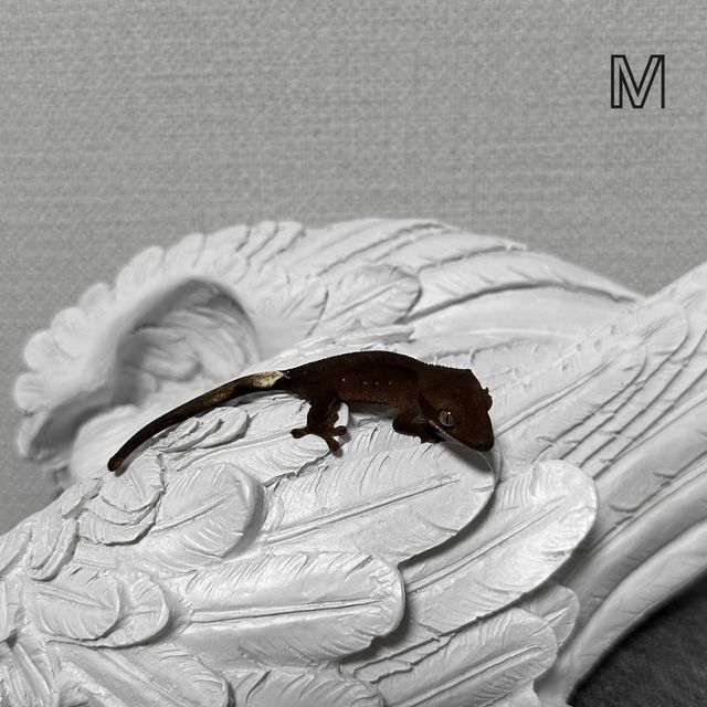 챠콜 알티
