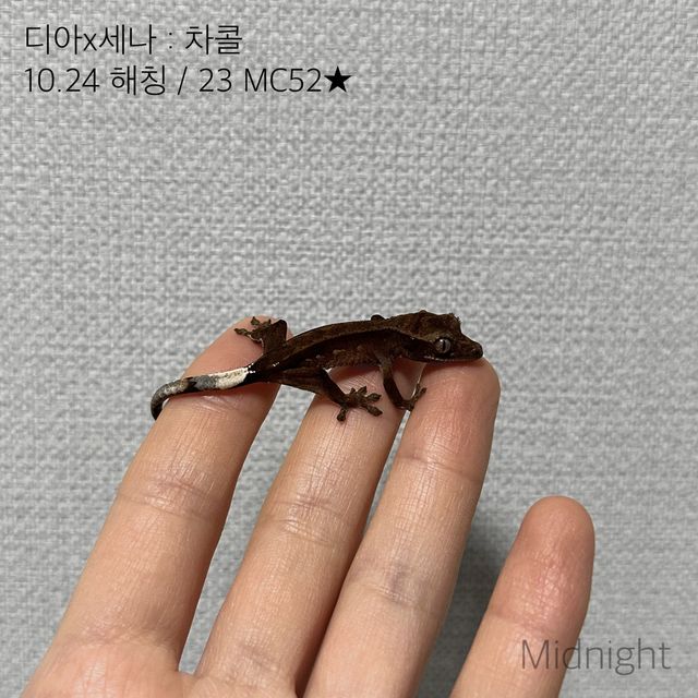 다크 블랙 챠콜