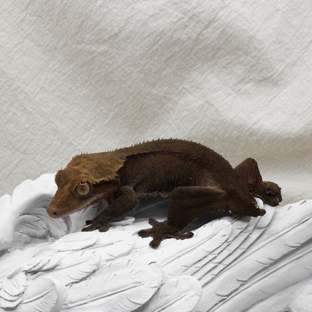 알티 챠콜