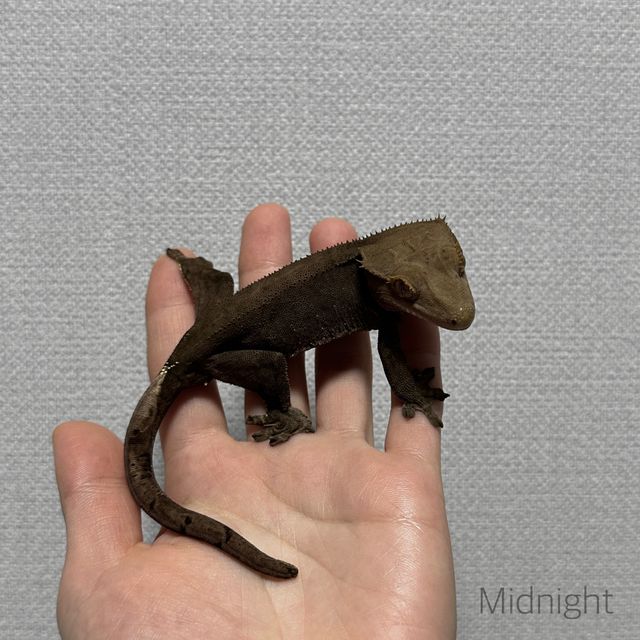 패턴리스 챠콜 알티