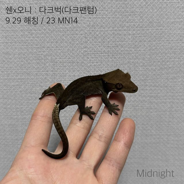 다크 오닉스 팬텀 벅스킨