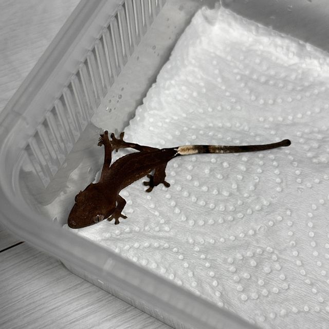 다크 블랙 챠콜
