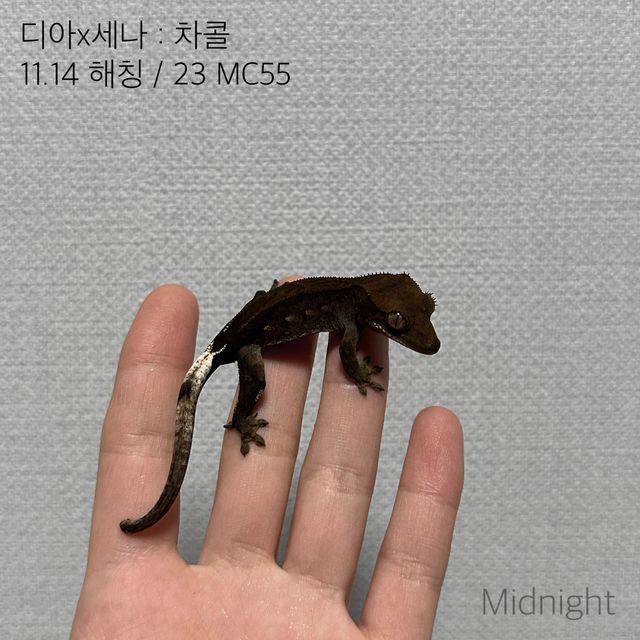 알티 챠콜