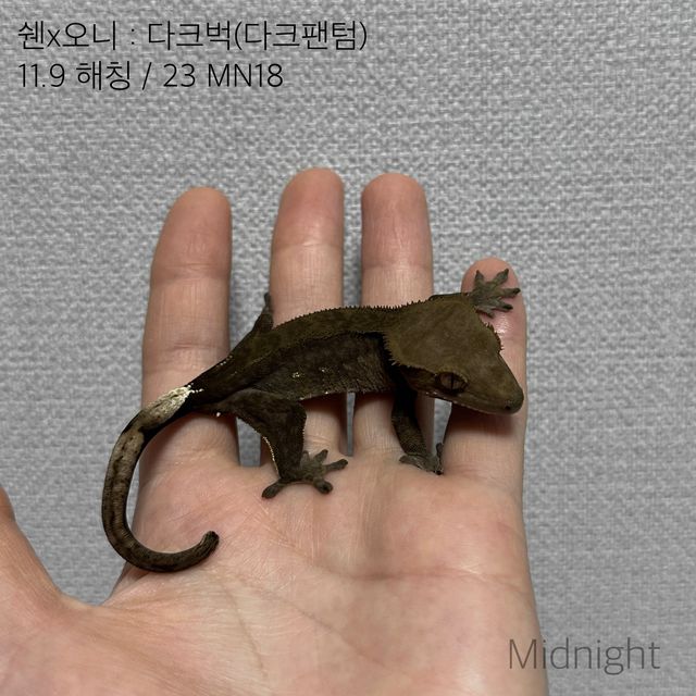 오닉스 다크 팬텀 벅스킨