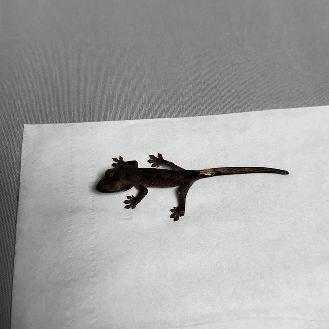 팬텀 벅스킨 다크