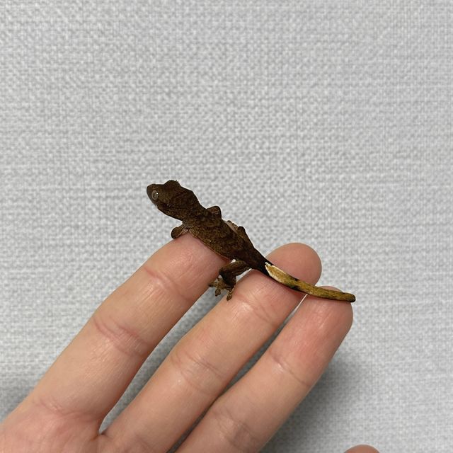 팬텀 벅스킨 다크