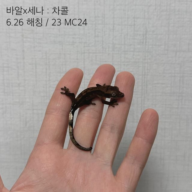챠콜 알티