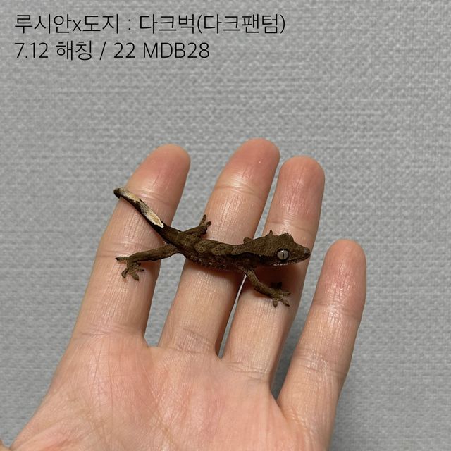 팬텀 벅스킨 다크