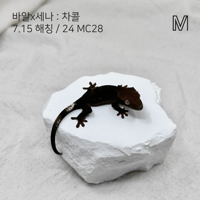 알티 챠콜