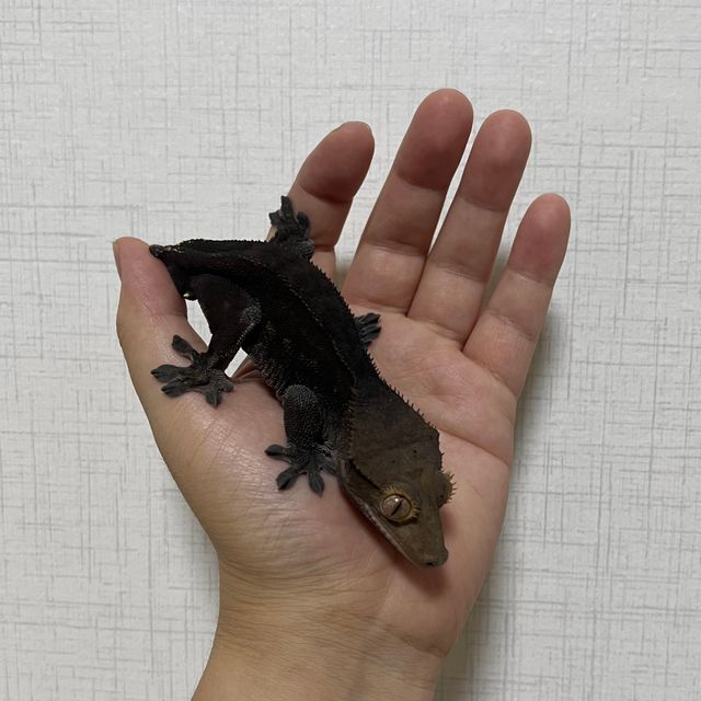 알티 챠콜