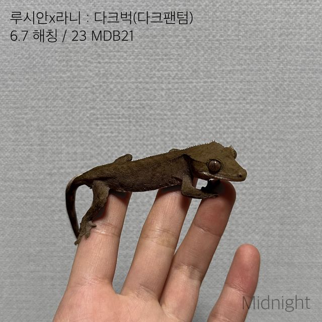 팬텀 벅스킨 다크