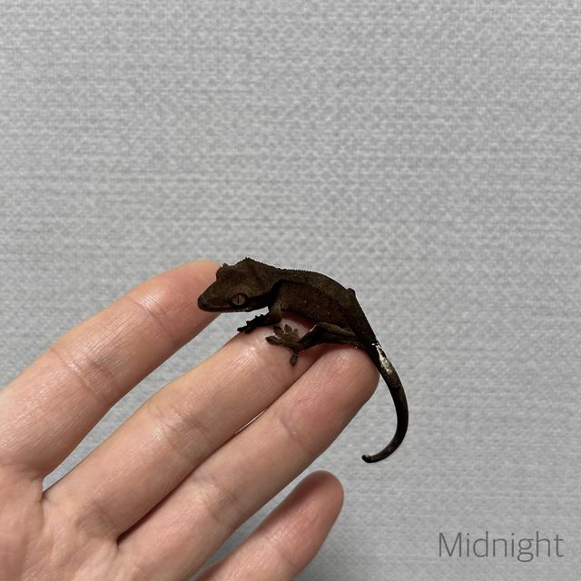 알티 챠콜