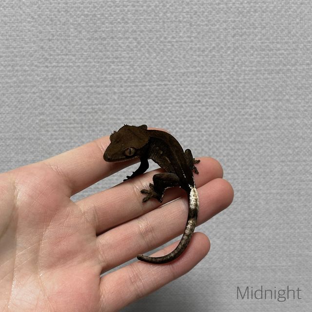 알티 챠콜