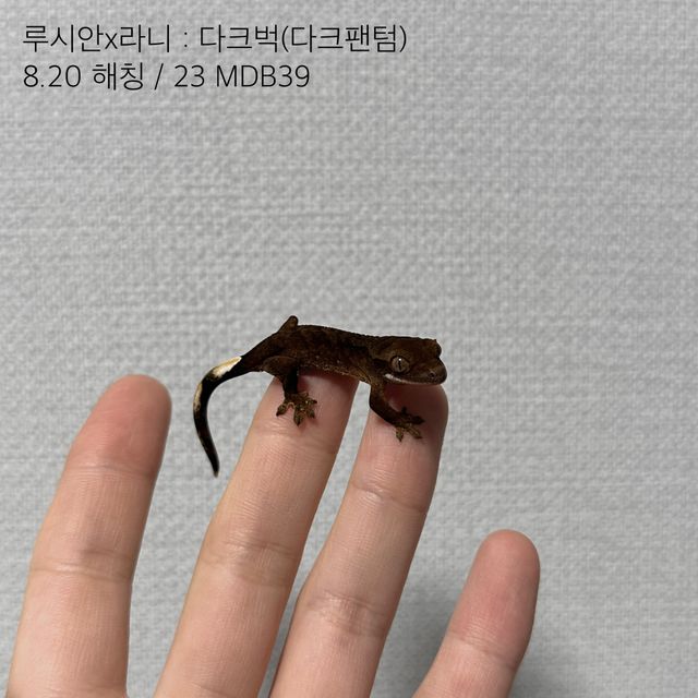 벅스킨 다크