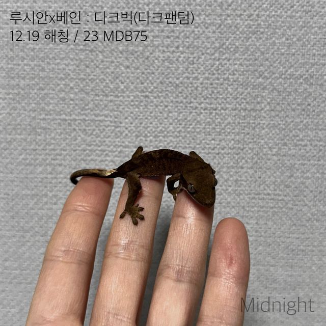 팬텀 벅스킨 다크