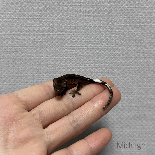 챠콜 알티