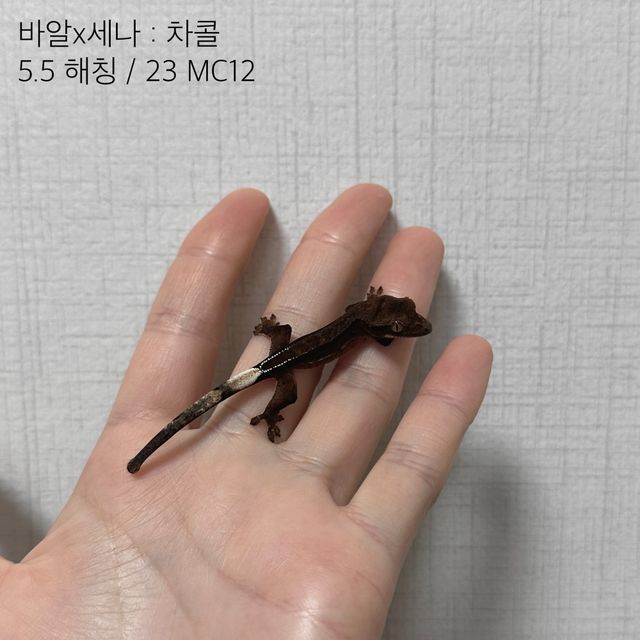 챠콜 알티