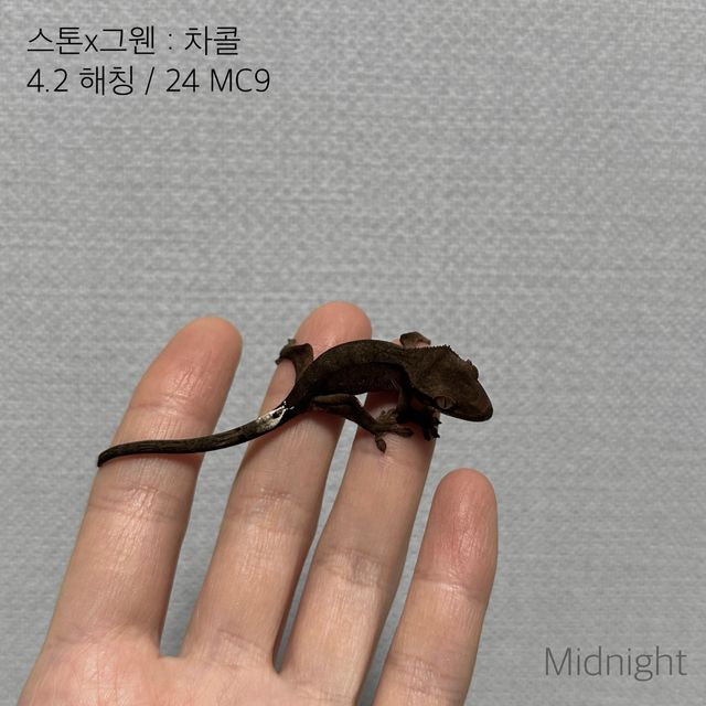 알티 챠콜
