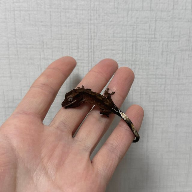 챠콜 알티