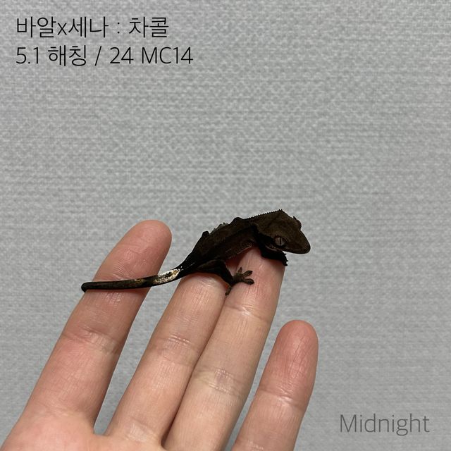 알티 챠콜