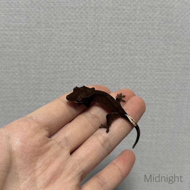 챠콜 알티