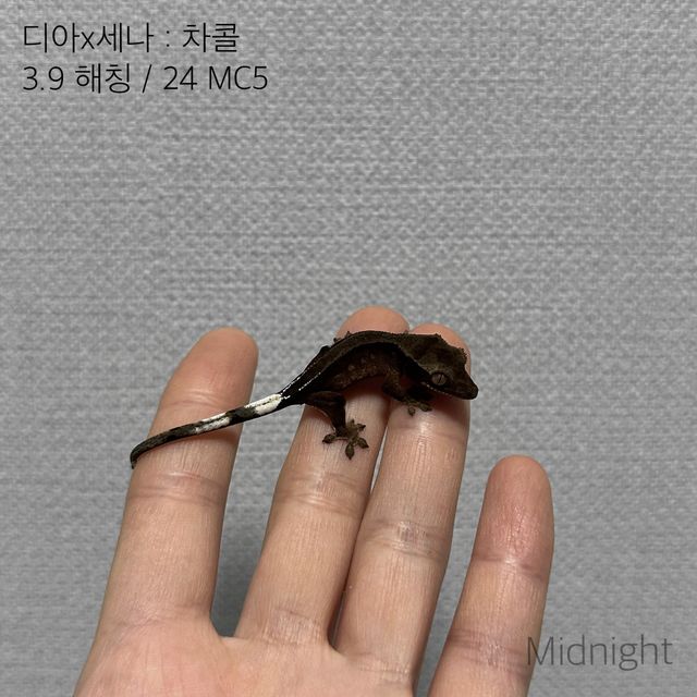 챠콜 알티