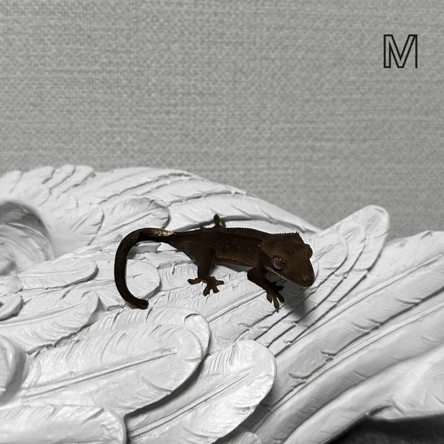 챠콜 알티