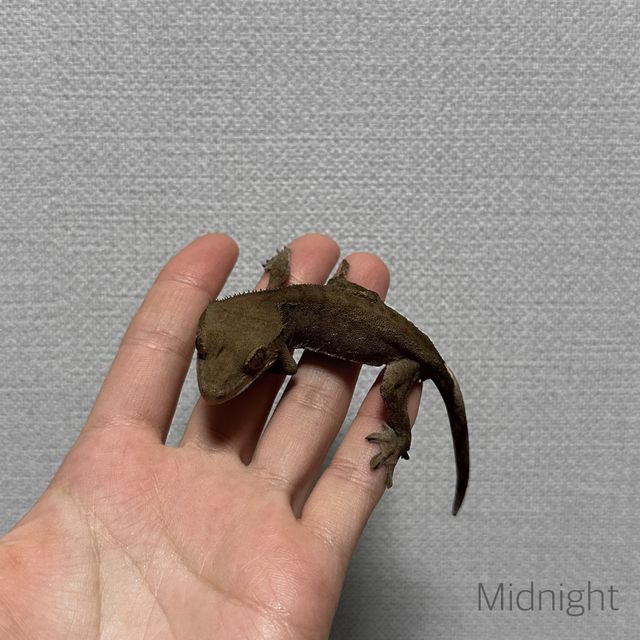 팬텀 벅스킨 다크
