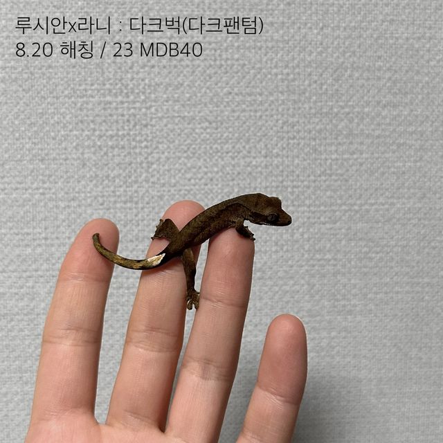벅스킨 다크