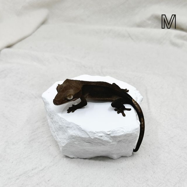 알티 챠콜