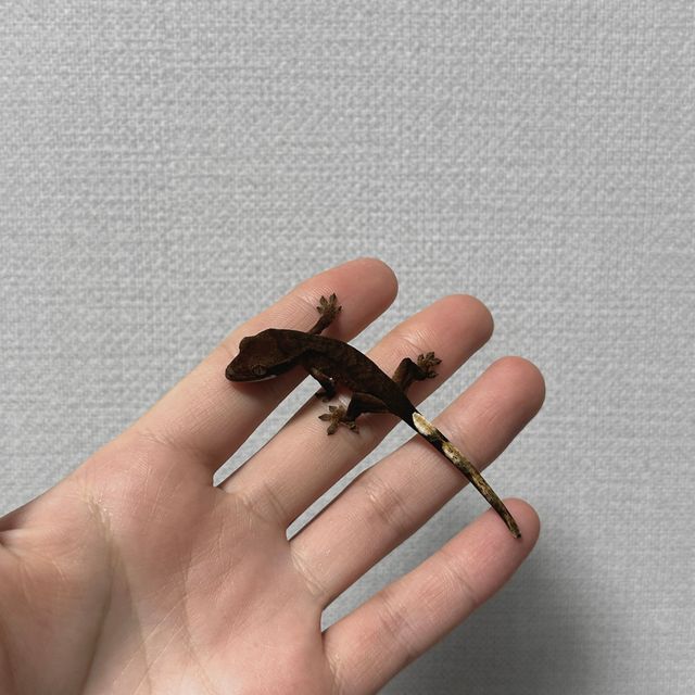 벅스킨 다크