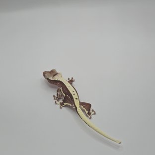 설탄lwax2