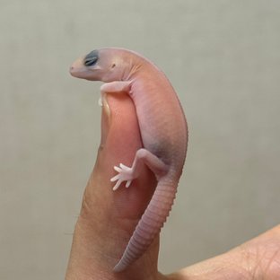 아멜라니스틱 패턴리스 헷 오레오