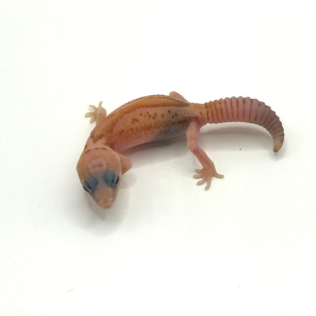 화이트아웃 아멜라니스틱 패턴리스 헷 오레오