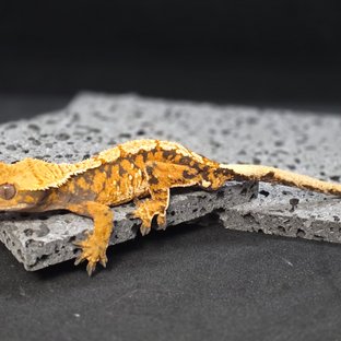 트라이 텐저린 노멀