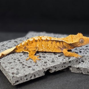 노멀 트라이 텐저린