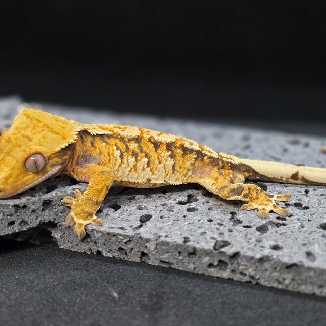 노멀 트라이 텐저린